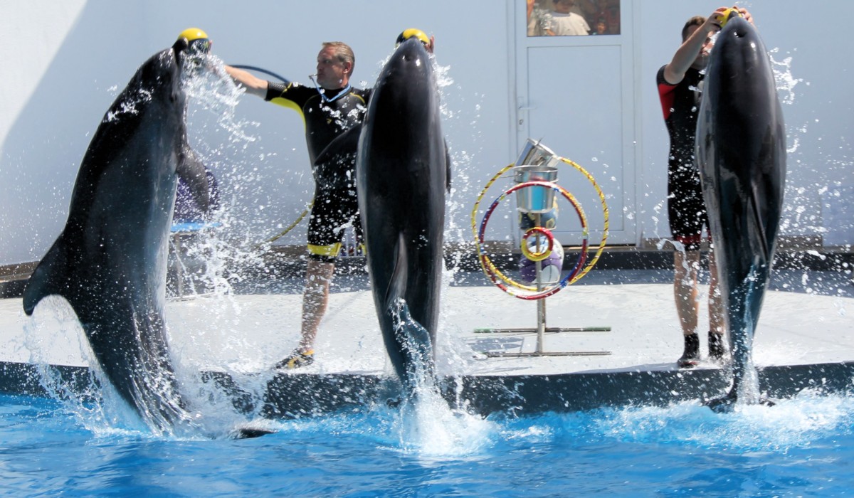 Antalya Sea Lions and Dolphin Show - 6