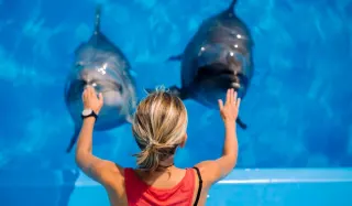 Antalya Sea Lions and Dolphin Show - 4